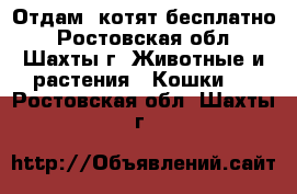 Отдам  котят бесплатно - Ростовская обл., Шахты г. Животные и растения » Кошки   . Ростовская обл.,Шахты г.